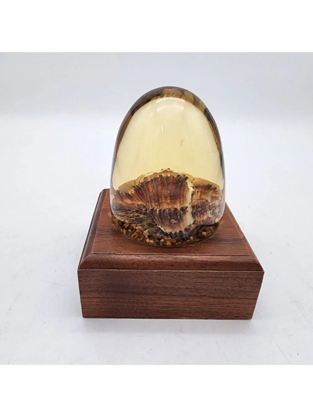 Taxidermy Hermit Crab In Lucite